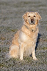 Portrait of a female golden retriever in a field