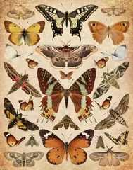 Fotobehang Grunge vlinders Vlinders en motten. Oud papier getextureerde achtergrond
