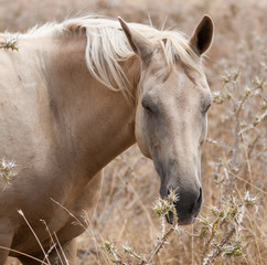 Obraz premium 72v1k4