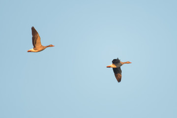 Gray goose flying in front of a blue sky