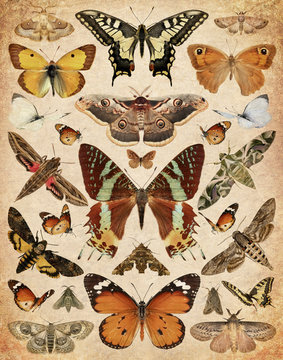 Butterflies and moths. Old paper textured background