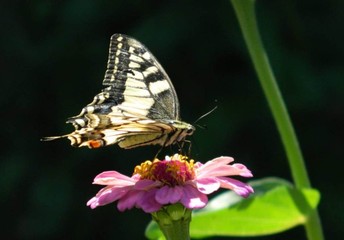 eating butterfly