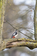 Great woodpecker looking for food in a tree