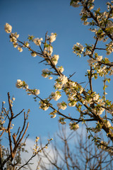 Apple blossom