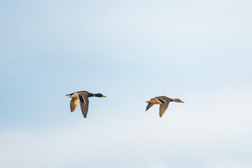 Mallard ducks flying in front of a blue sky