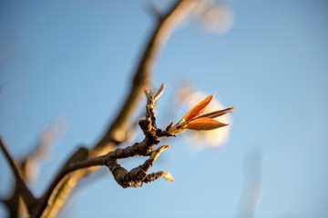 Apple blossom