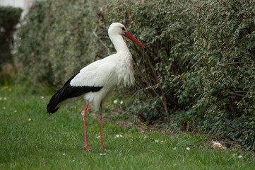 portrait of stork walking on the grass in urban park