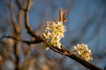 Apple blossom
