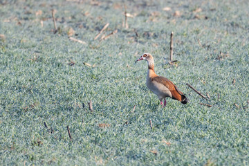 Nile goose in a field