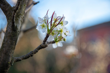 Apple blossom