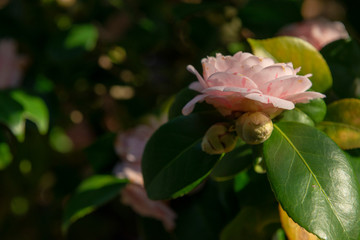 Camelia