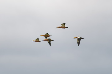 A flock of ruddy shelducks flying in front of the sky