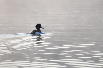 Tufted duck on a lake