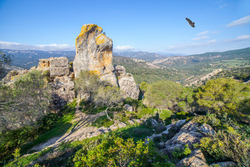 Griffon vulture flying over Reina Mora baths, Cadiz, Spain