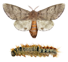 Pine processionary moth, Thaumetopoea wilkinsoni (Lepidoptera: Thaumetopoeidae). Adult moth and larva isolated on a white background - obrazy, fototapety, plakaty