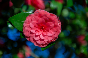 Camelia