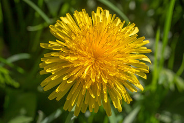 Looking down on a bright yellow dandelion, with a shallow depth of field