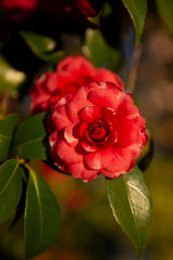 Camelia