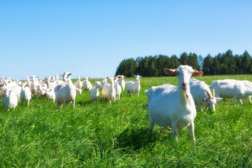 large herd of white goats in summer
