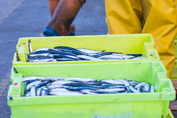 sale of anchovy in the port