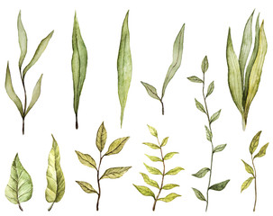 watercolor leaves. botanical elements