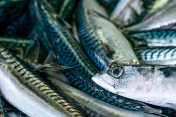 venta de caballa en el puerto