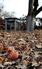 Autumn garden with fallen leaves and apples on the ground