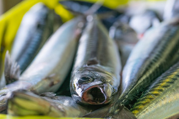 venta de caballa en el puerto