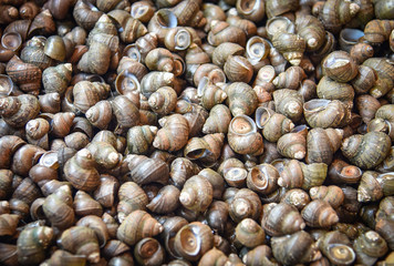 River snail - freshwater snail for sale in the local market