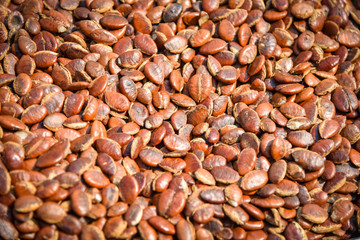 Kayu seed or Irvingia malayana nut for snack high protein local asia food