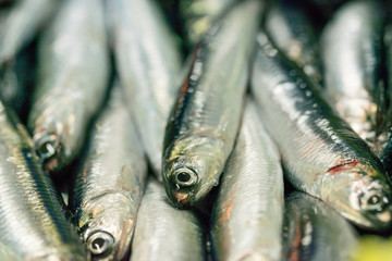 sale of anchovy in the port