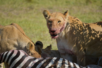 A pride of Lions in the Masai Mara, Kenya, eating their Zebra kill.