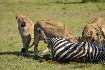 A pride of Lions in the Masai Mara, Kenya, eating their Zebra kill.
