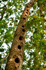 Many hole in the tree made by birds