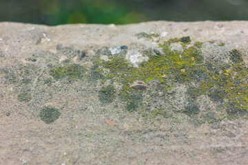 Green moss on cement background. Mossy detail
