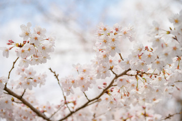 桜の花