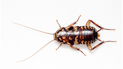 cockroach  on a white background.selective focus