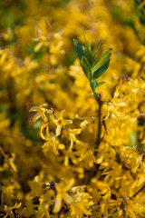 forsythia