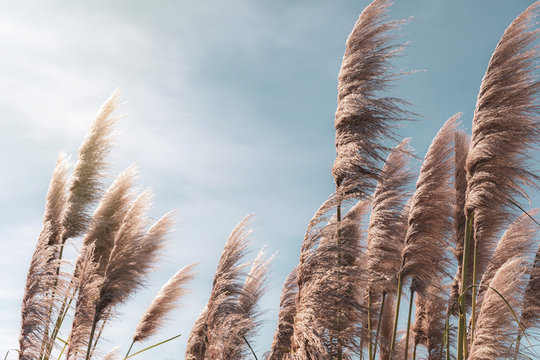 Schilf im Wind