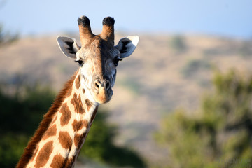 giraffe