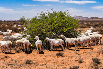 Windhoek Namibia Sheep on the side of the road grazing on a bush.