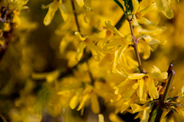 Forsythia