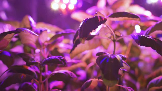 Cultivation of plants under red ultraviolet light. Greenhouse with ultraviolet lamps for plant growth
