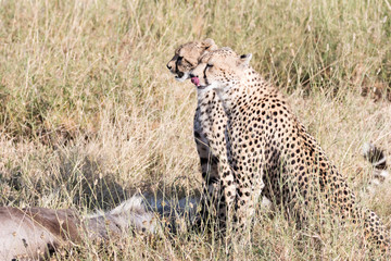Cheetahs finished hunting
