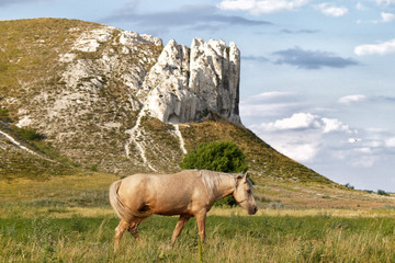 mountain cliff horse