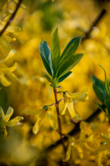 Obraz premium Forsythia