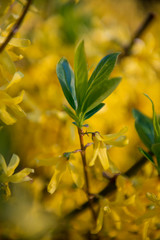 Forsythia