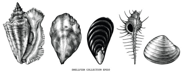 Vintage engraving illustration of common shellfish black and white clip art isolated on white background