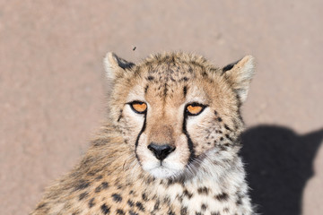 Cheetah close-up