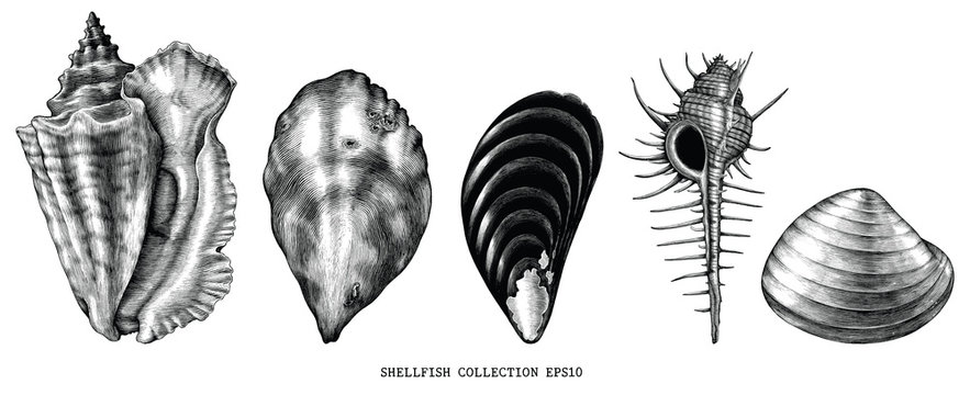 Vintage Engraving Illustration Of Common Shellfish Black And White Clip Art Isolated On White Background